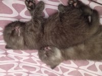2 aylık british shorthair bebeklerim
