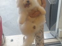 Köpeğimiz İçin Lütfen Açıklamayı Okumadan Aramayınız