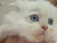 BEBİŞ KEDİLER BURDA BAKMADAN GEÇME