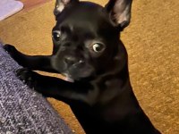 2,5 AYLIK DİŞİ FRENCH BULLDOG