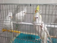 Damızlık Sultan Papağanlar