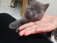 Prenses ve leonun aslanları