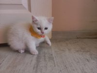 2 aylık british longhair