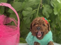 POODLE YAVRULAR YENİ YUVASINI BEKLİYOR
