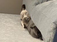Scottish fold gri