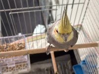 1 yaşında sultan papağanı