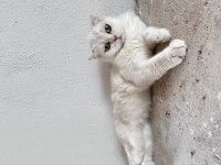 Dişi scottish fold