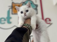 Yasal Ruhsatlı Çiftlikden British Shorthair Yavrularımız
