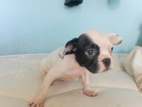 Uygun ve kaliteli yavrular french bulldog