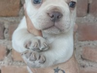 French Bulldog Bebekler