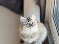 GÜZEL BEBEĞİM SAFKAN A KALİTE BRİTİSH LONGHAİR YAVRU