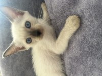 Safkan siyam kedisi bebekler