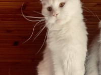 Güzelin güzeli maine coon