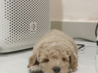 2.5 AYLIK PİYASANIN EN UYGUN KALİTELİ POODLE YAVRULARI