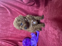MİNİ RED TOY POODLE KIZIMIZ