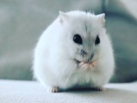 Albino Gonzales Ve Gri Gonzales Hamster Bebek De Mevcut