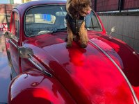 Acil sahiplendirilecek 1.5 yaşında toy poodle