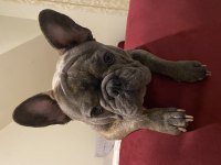 Çiftleşme için french bulldog