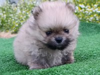 Pomeranian yavrumuz