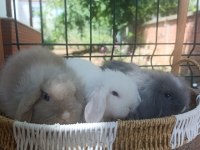 Hollanda teddy lop tavşanı yavrular