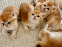 Birbirinden Güzel Golden British Shorthair Yavrularım