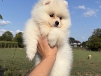 KUSURSUZ KARBEYAZ AYI SURAT POMERANİAN BOO