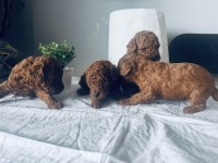 Red toy poodle