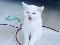 Güzel british shorthair kediler rezerveye açık