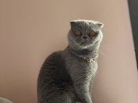 3 yaşında dişi scottish fold