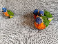 GÖKKUŞAĞI LORİ PAPAĞANI