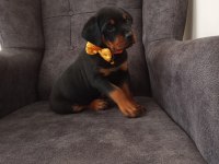 Rottweiler yavrumuz