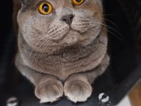 Çok acil 65 günlük safkan scottish fold dişi