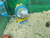 Hamster ve Gonzales
