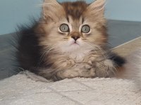 GOLDEN BRİTİSH LONGHAİR