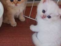 Ny 24 Ny 1112 Safkan British Shorthair