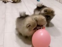 Pomeranian spitz