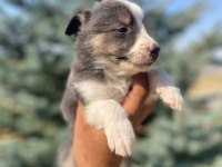 Çok özel nadir olan blue border collie yavrularımız