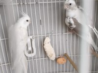 Acil satılık takım sultan papağanı