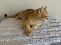 British Ny12 golden erkek yavru
