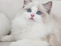 Full şecereli ragdoll yavrularımız