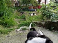 Jack Russell kopeklerim