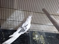 Heavy pied sultan papağanı