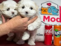 Tea cup maltese terrier yavrular ziyarete açık