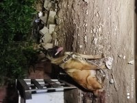 Dişi yaşında belçika kurdu