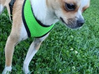 2 yaşında ve 3 aylık iki adet dişi şivava köpeğimiz acil