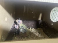 2 yavrulu lutino grey takım sultan papağanı