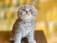 Scottish fold kaçmaz fırsat