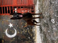 Safkan damızlıklardan ırkının en iyilerini sunuyoruz