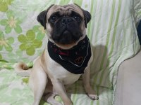 1 yaşında erkek wc eğitimli pug