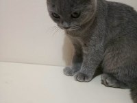 2.5 aylık scottish fold erkek (son yavru)